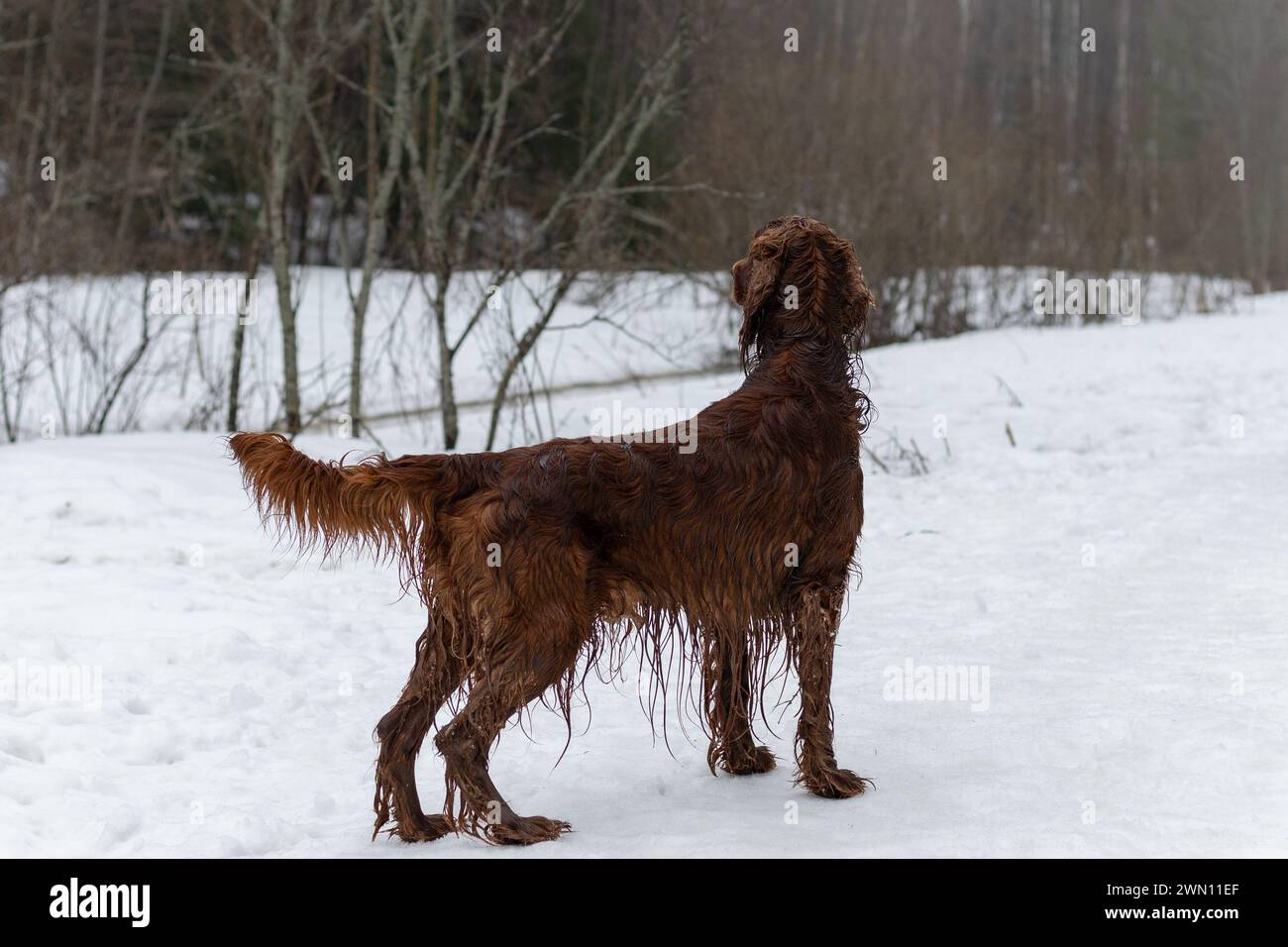 Irish setter on the hunt. Irish setter in the forest. Hunting with a