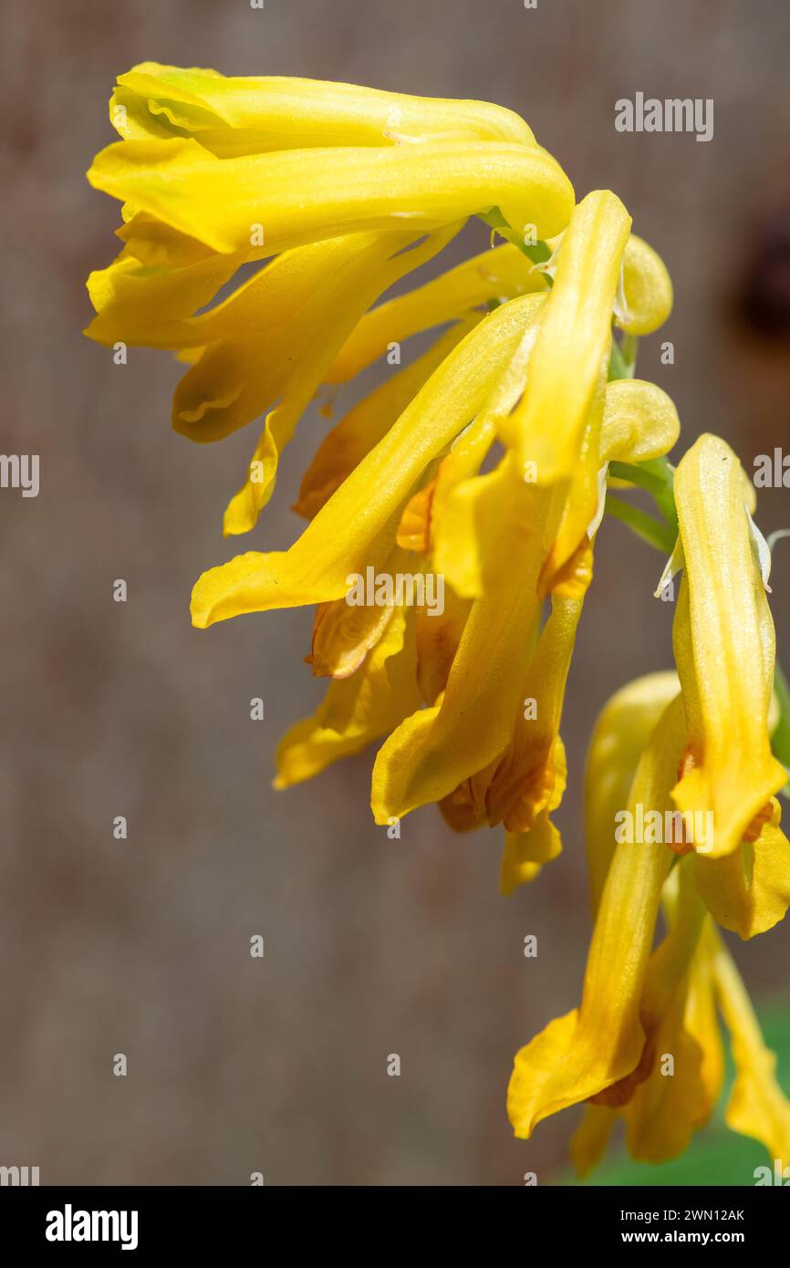 Macro shot of yellow corydalis (pseudofumaria lutea) flowers in bloom Stock Photo