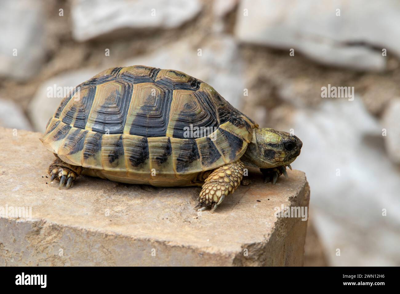 Turtle walking south america hi-res stock photography and images - Alamy
