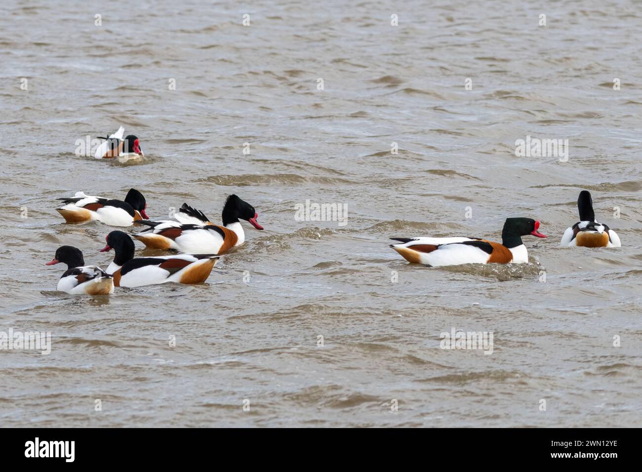 Shelduck (group of shelducks, Tadorna tadorna) at WWT Slimbridge Wetland Centre in Gloucestershire, England, UK, during winter or February Stock Photo