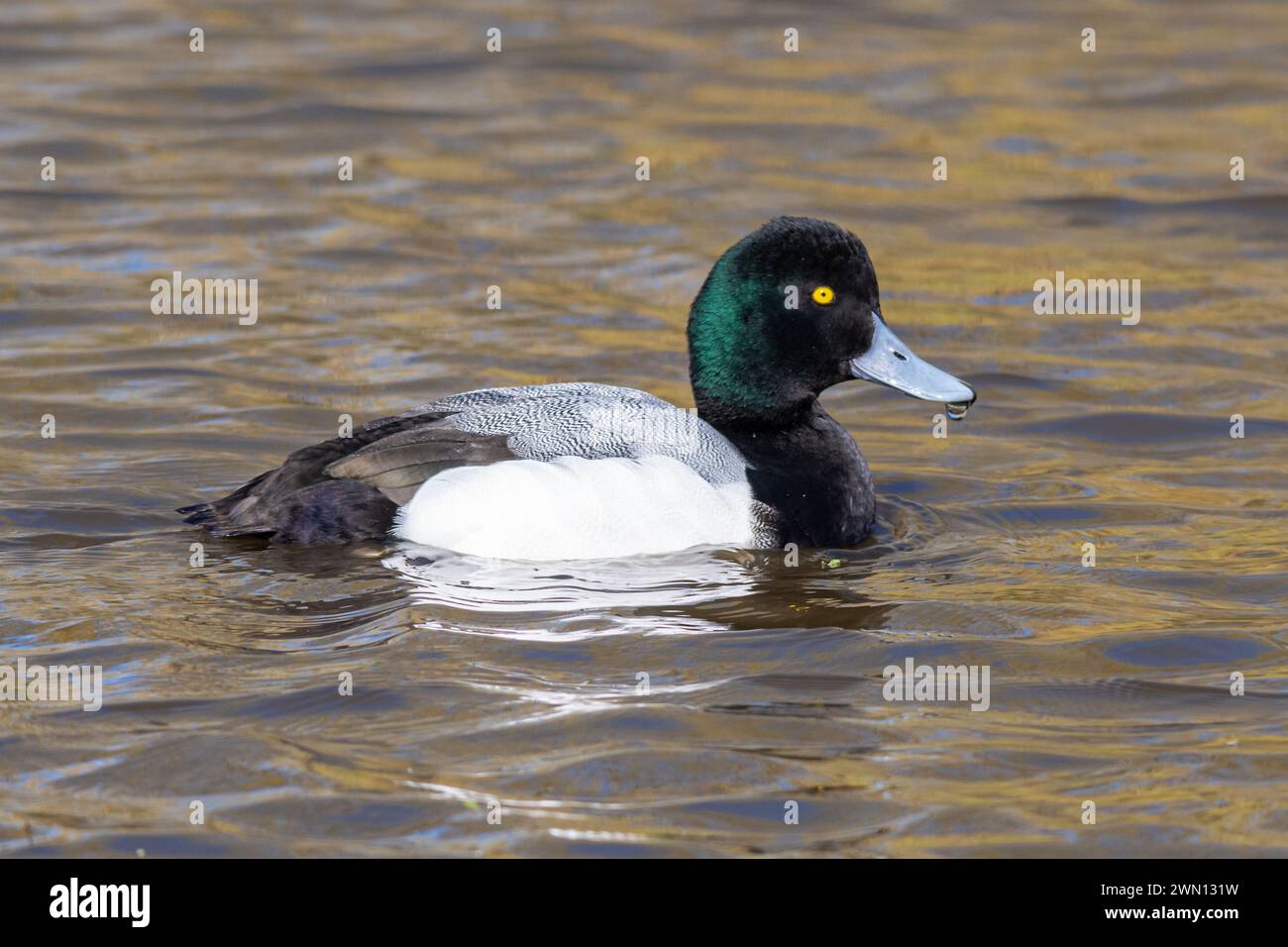 Greater scaup (Aythya marila, also called a bluebill) male or drake duck swimming Stock Photo
