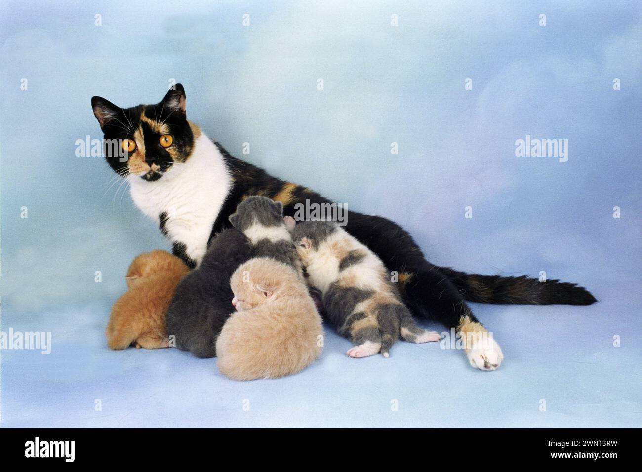British Shorthair Mother and Kittens Bsh Stock Photo
