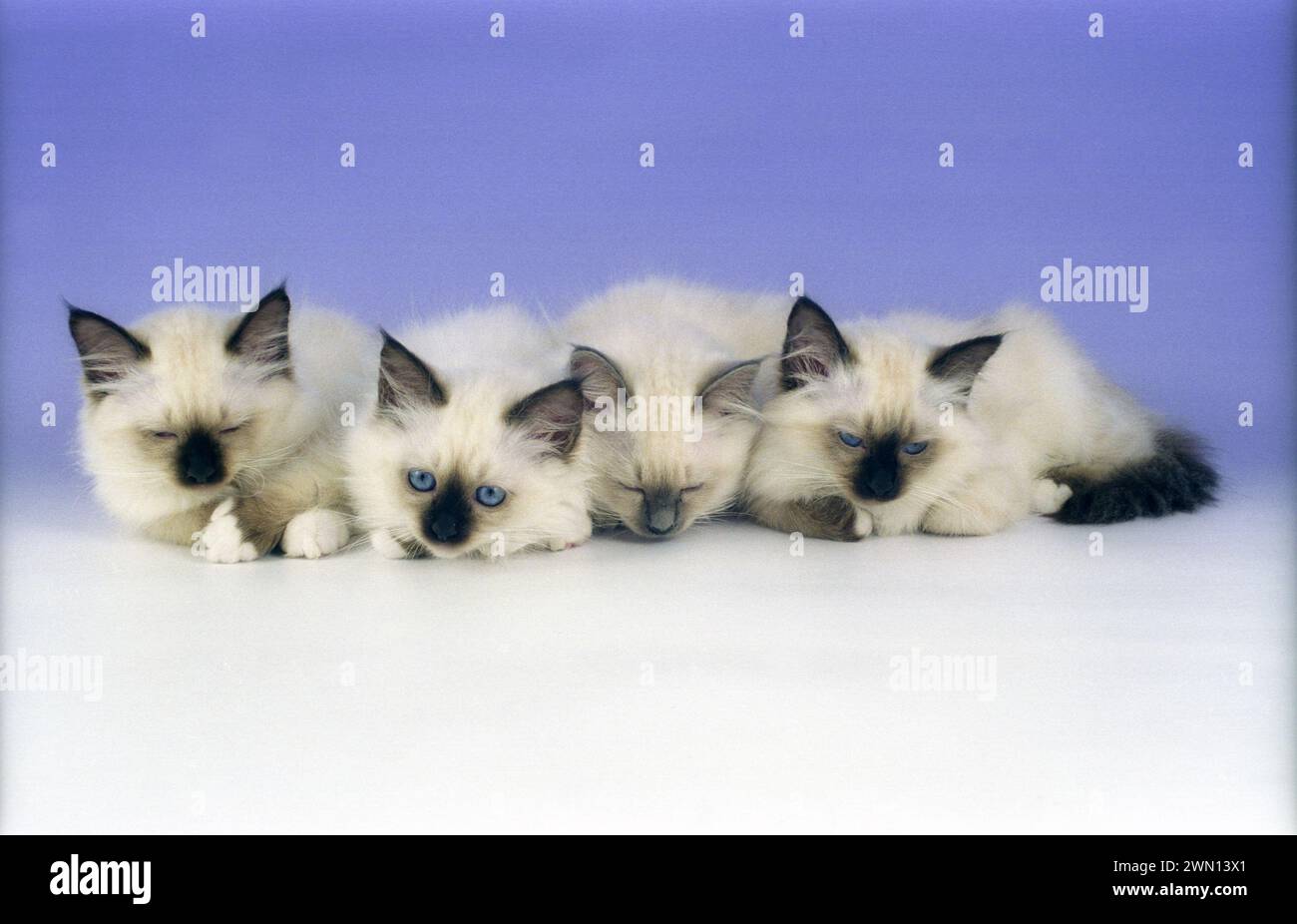 Four Birman Seal and Blue Tabby Kittens Sleeping on a Lilac Background Stock Photo