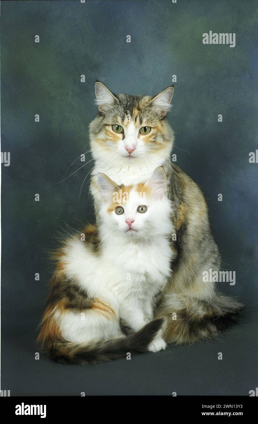Norwegian Forest Cat Mother and Kitten Nfc Stock Photo