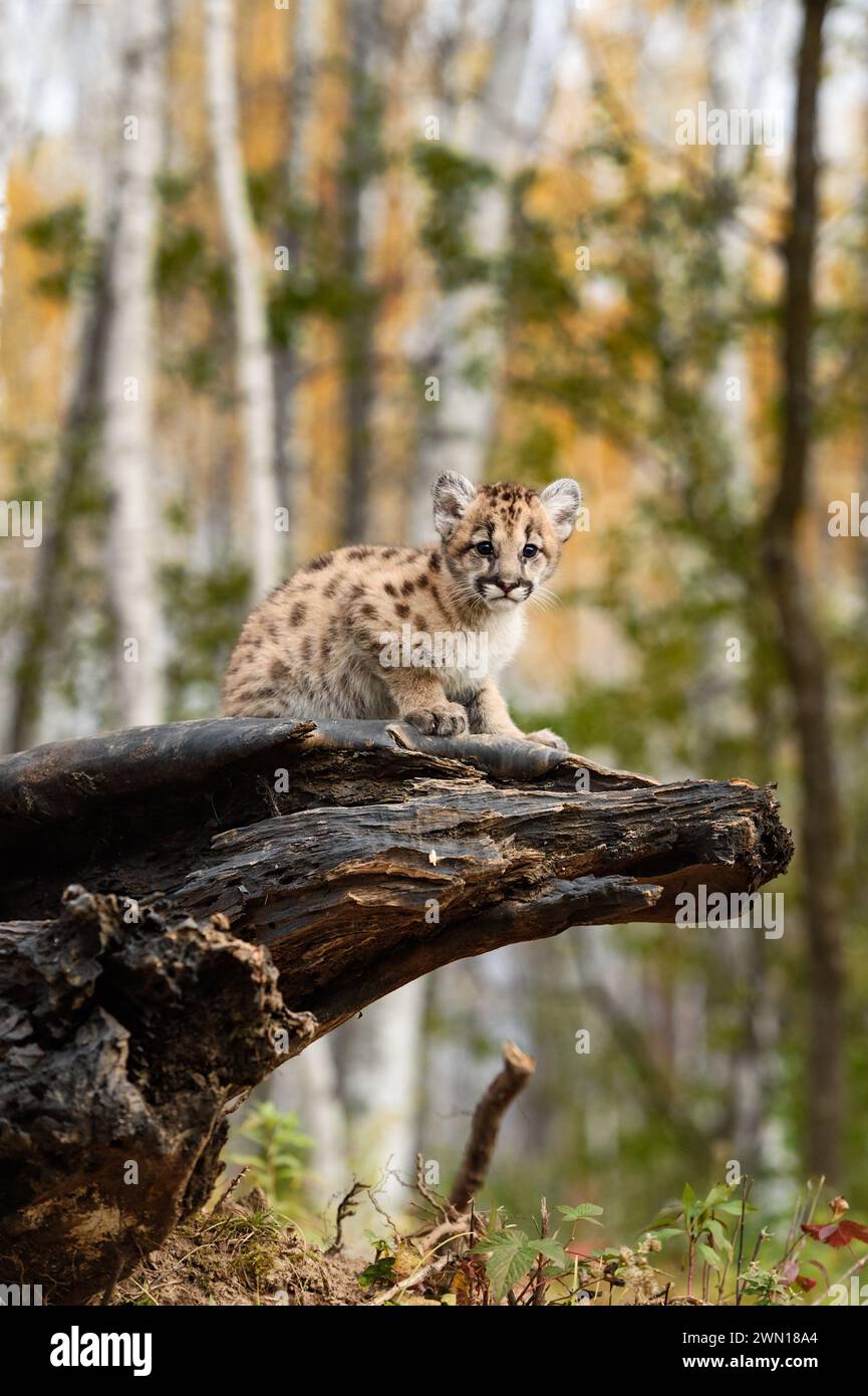 Cougar Kitten (Puma concolor) Looks Out From Atop Log Autumn - captive animal Stock Photo