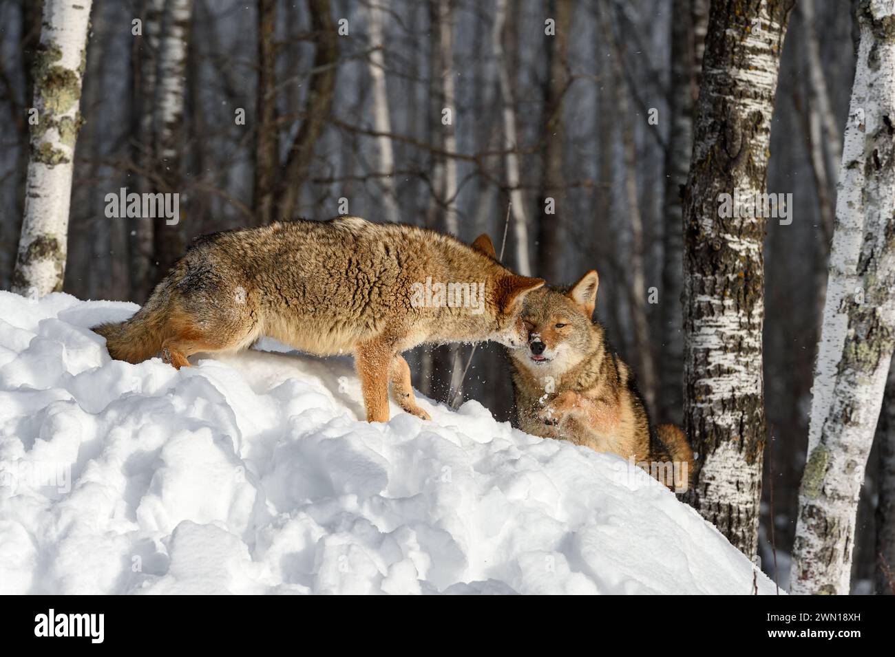 Coyote (Canis latrans) Touches Face of Packmate in Forest Winter - captive animals Stock Photo