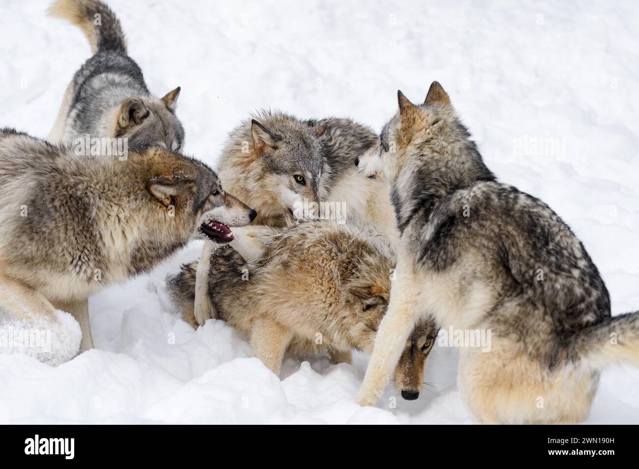 Male Grey Wolves (Canis lupus) Pile on Female of Pack Winter - captive animals Stock Photo