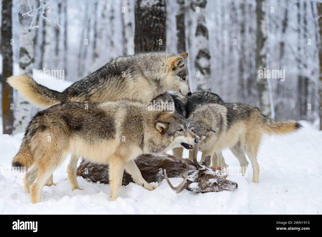 Grey Wolf Pack (Canis lupus) Climbs on Body of White-Tail Deer Winter - captive animals Stock Photo