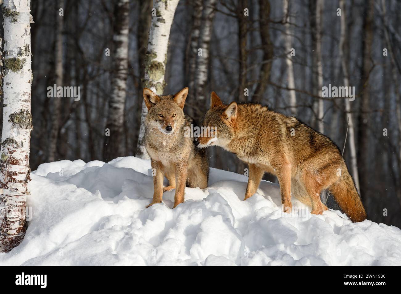 Coyotes (Canis latrans) Come Together in Birch Trees Winter - captive animals Stock Photo