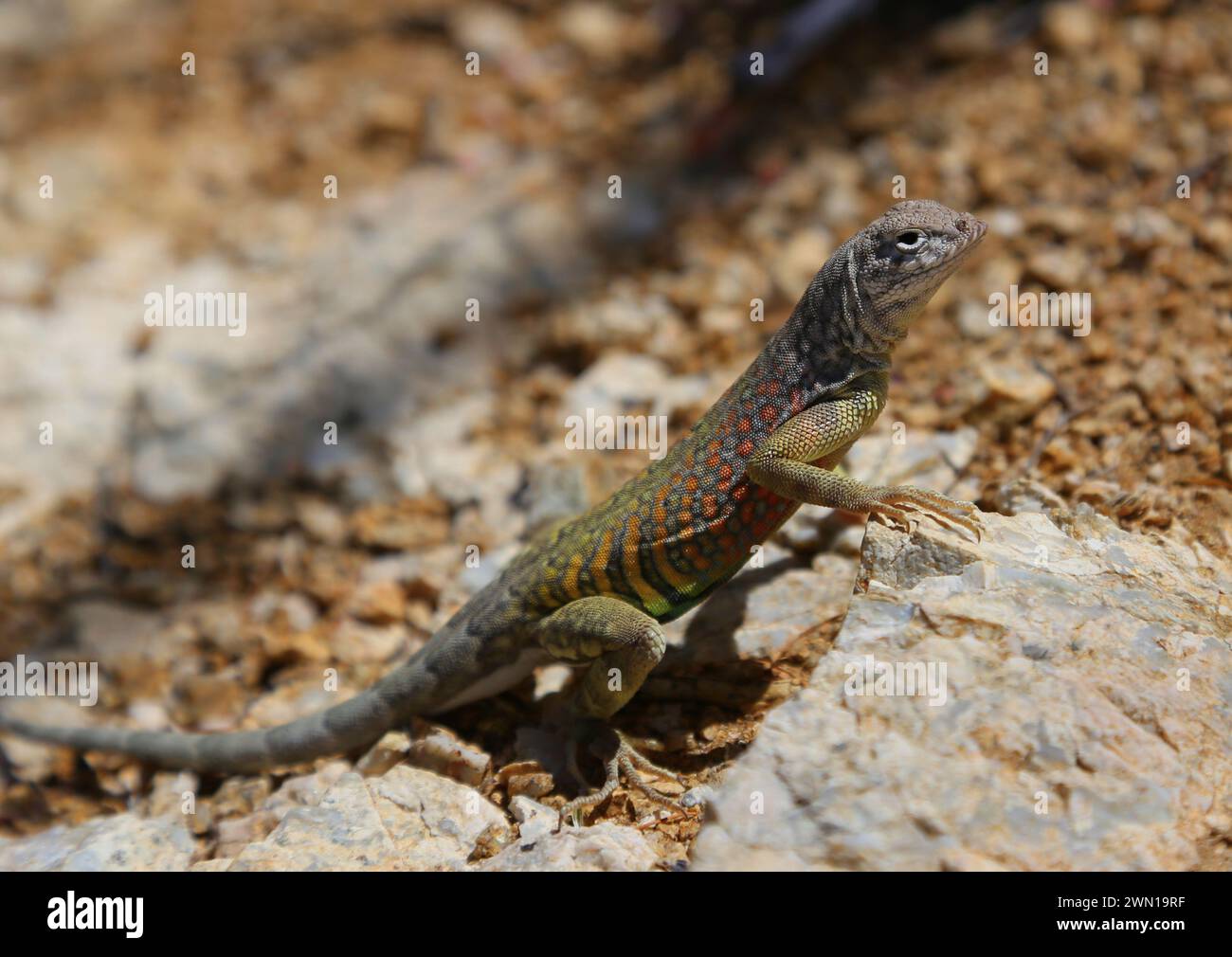 A Greater Earless Lizard (Cophosaurus texanus) sitting on a rock.  Shot just outside of Tucson, Arizona. Stock Photo