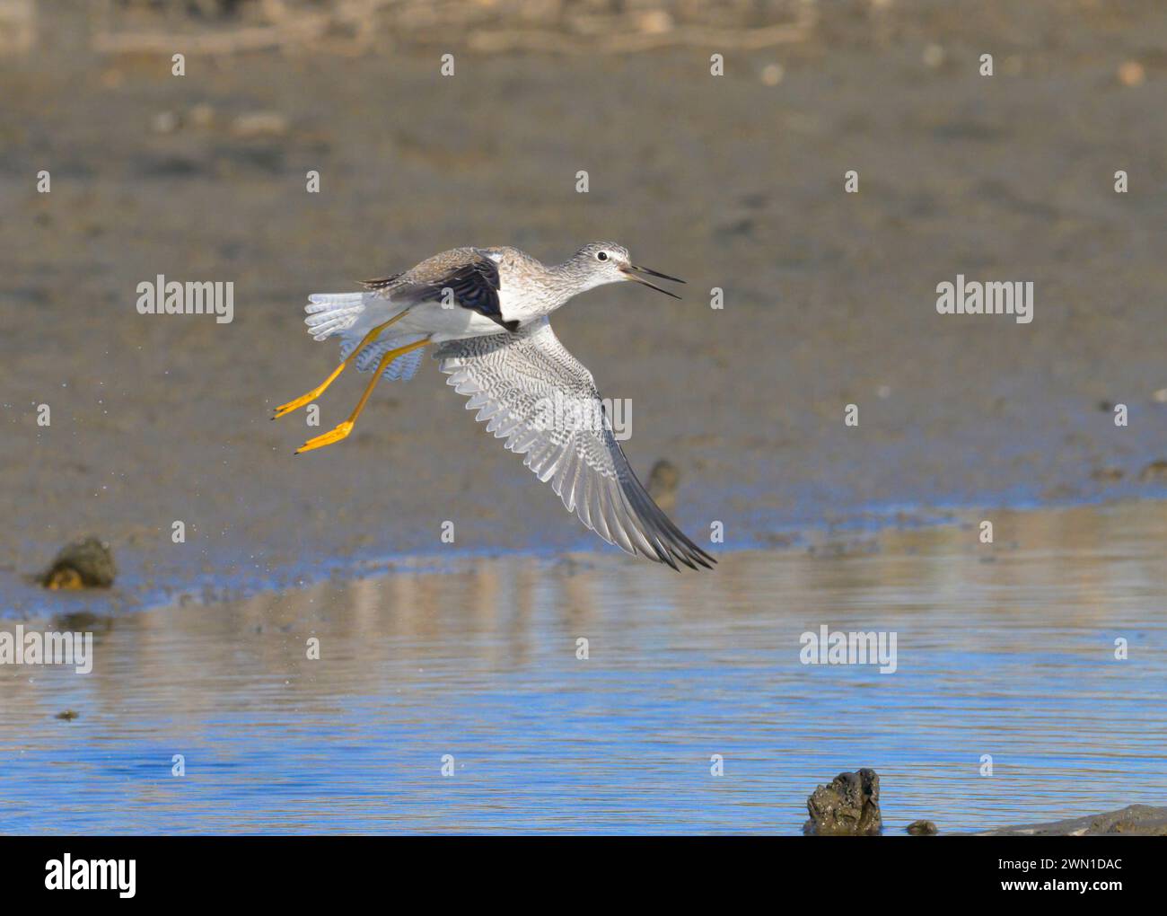 Lesser yellowlegs (Tringa flavipes) taking off at tidal marsh during migration, Galveston, Texas, USA. Stock Photo