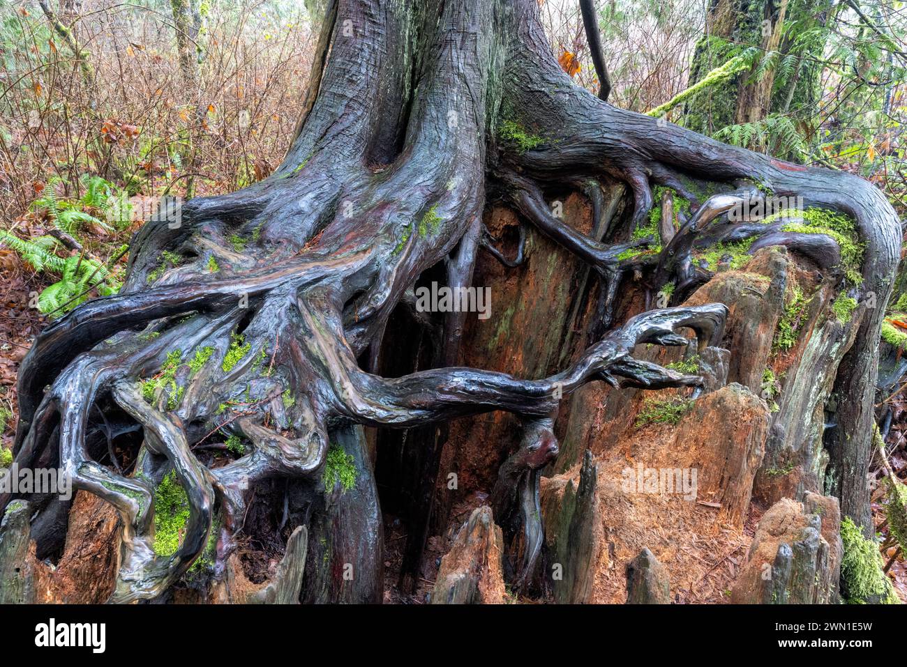 Tree roots growing on nurse log - Goldstream Provincial Park near Victoria, Vancouver Island, British Columbia, Canada Stock Photo