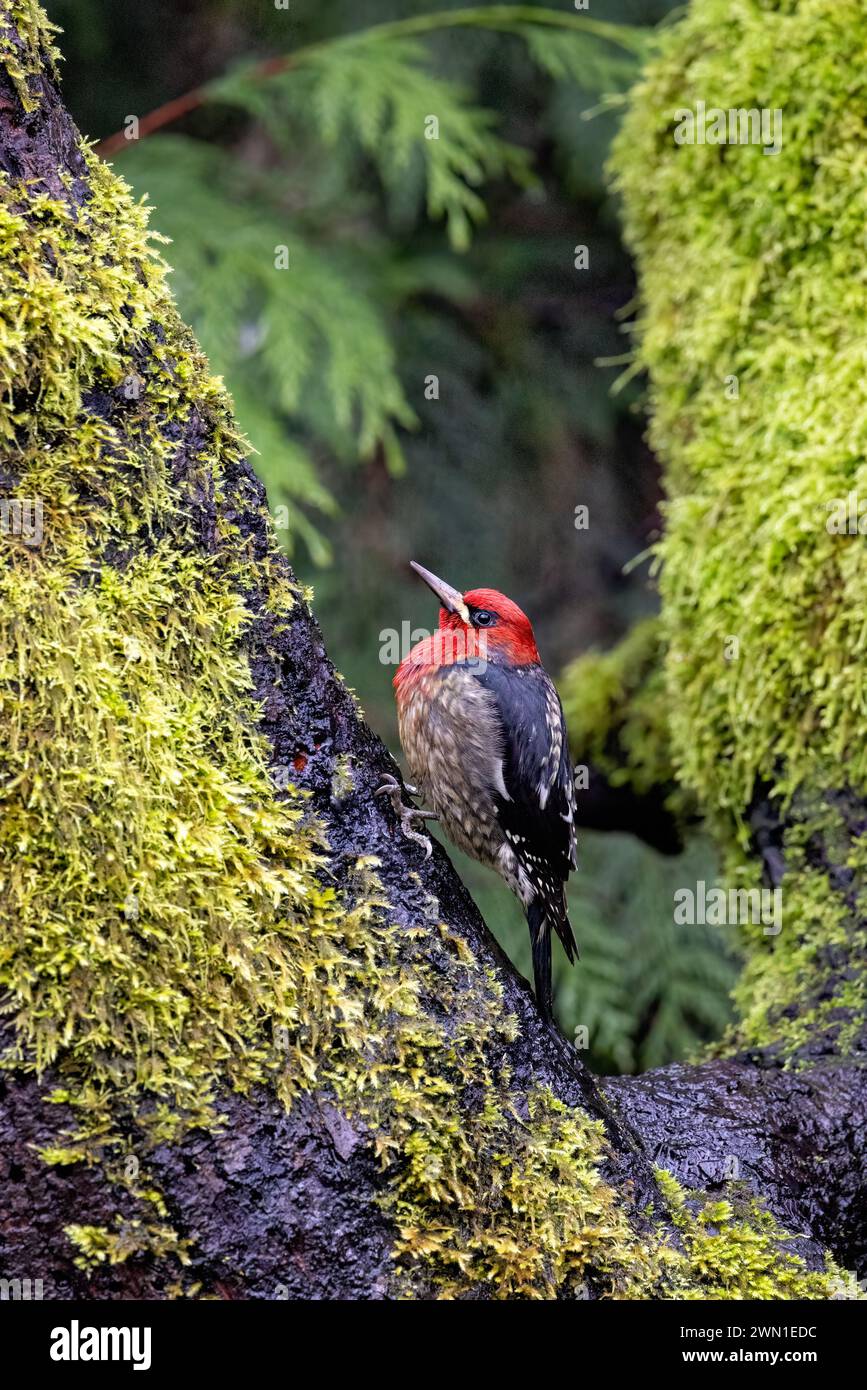 Red-breasted sapsucker (Sphyrapicus ruber) - Goldstream Provincial Park near Victoria, Vancouver Island, British Columbia, Canada Stock Photo