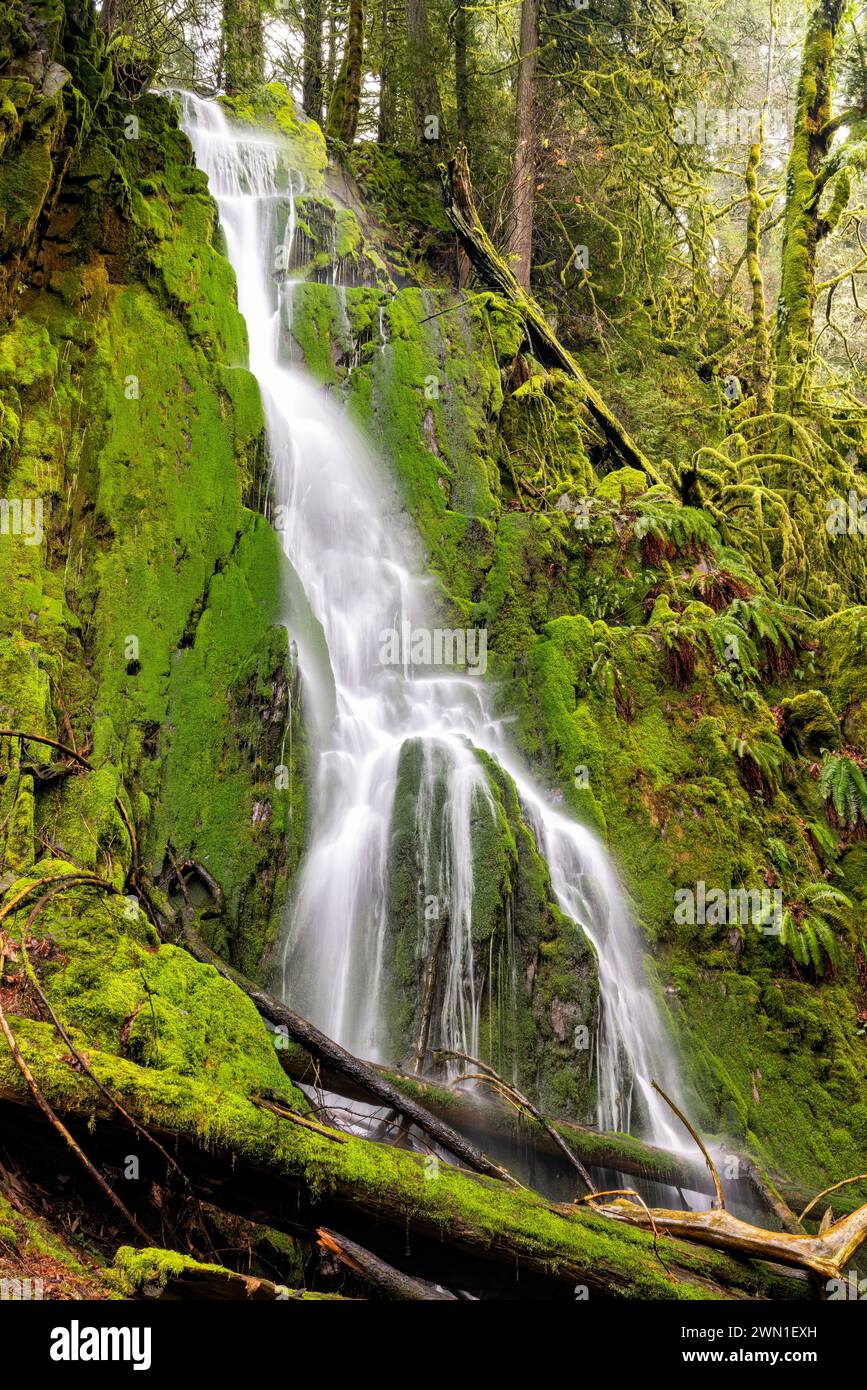 Waterfall in lush temperate rainforest - Goldstream Provincial Park near Victoria, Vancouver Island, British Columbia, Canada Stock Photo