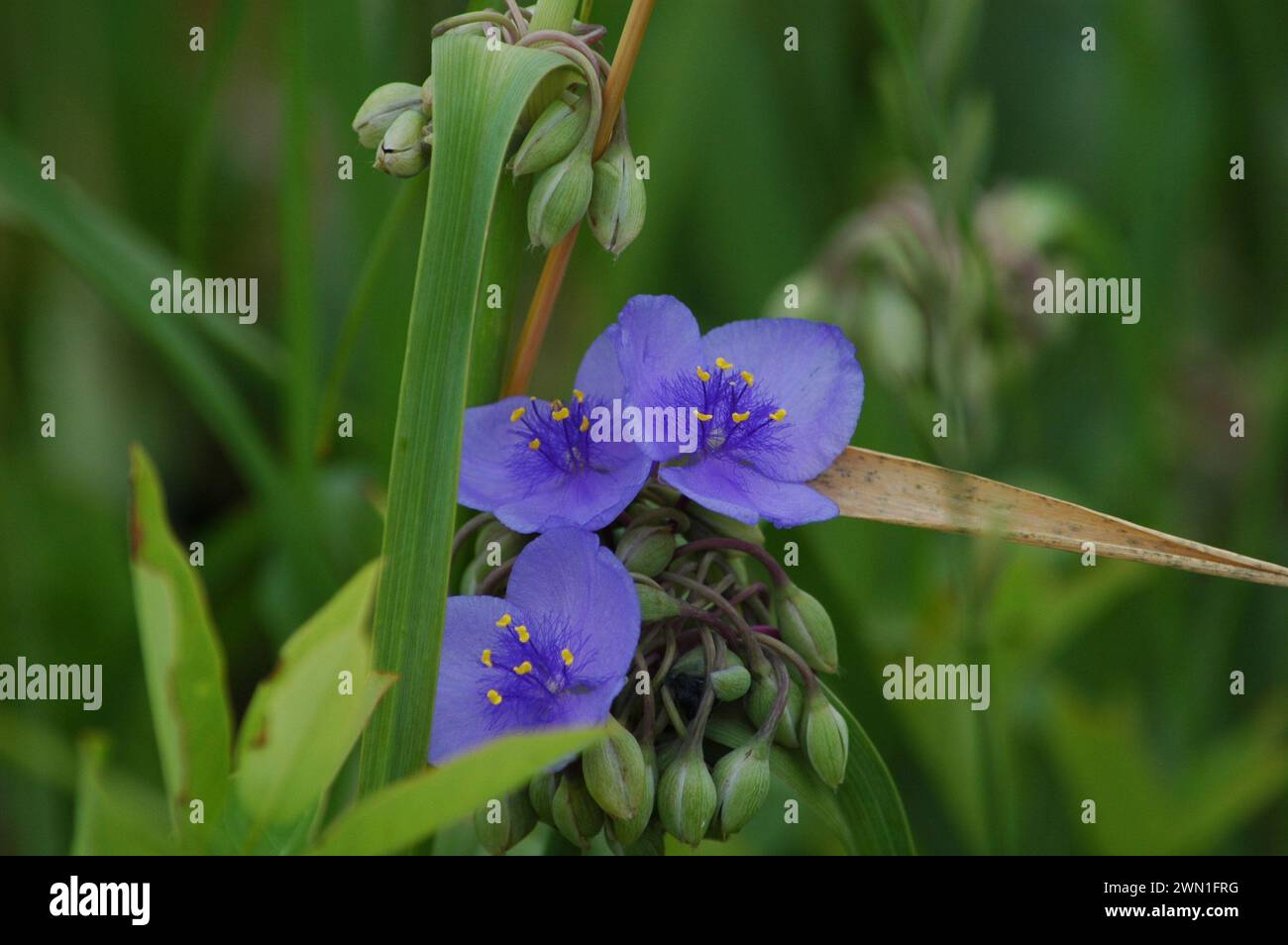 cluster of spiderwort blooms Stock Photo