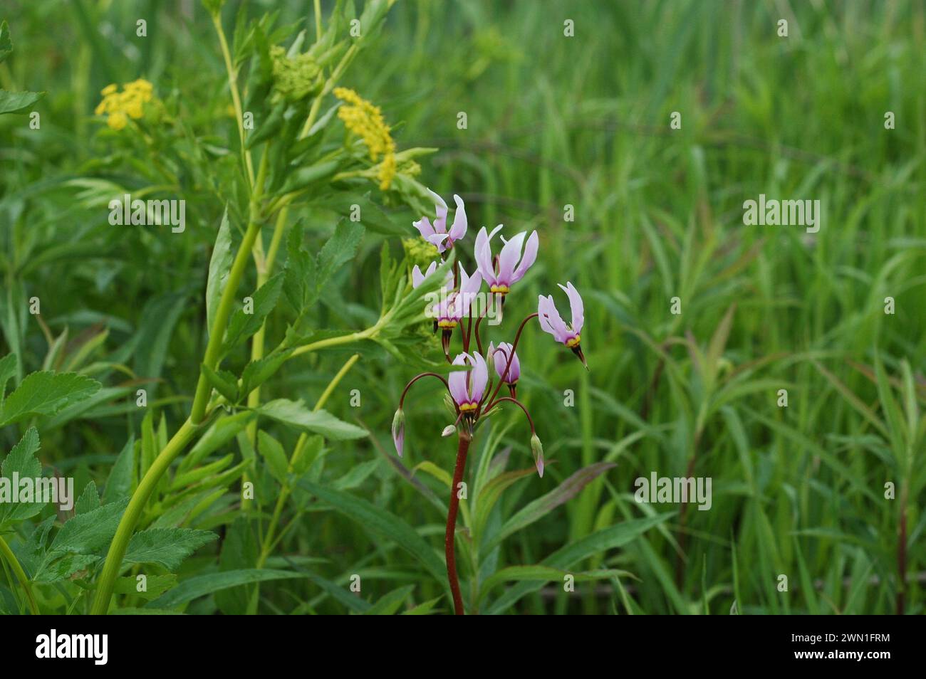 shooting star plant on the prairie Stock Photo