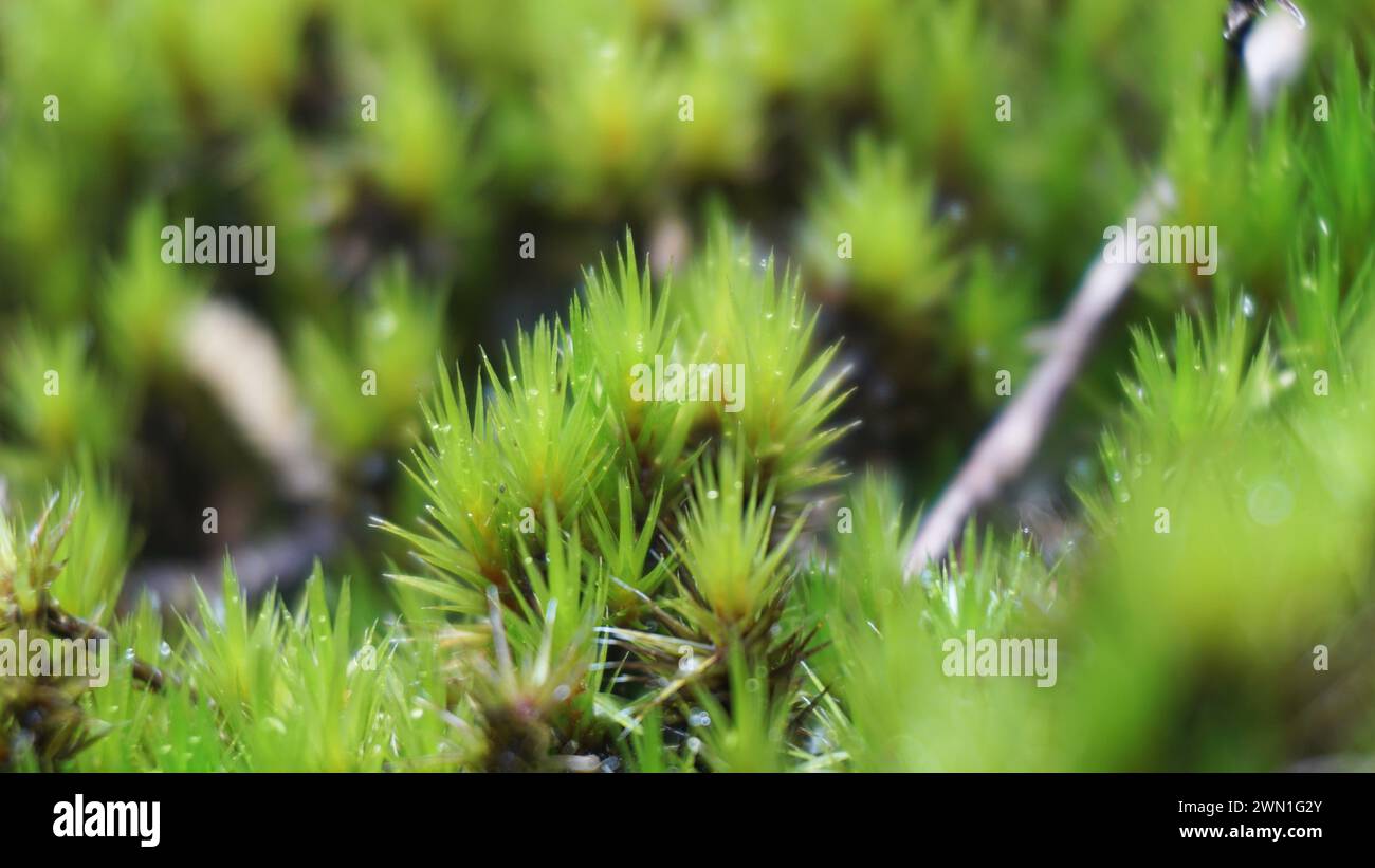 Campylopus introflexus (the heath star moss, tank moss). Individual plants measure 0.55 centimetres (0.201.97 in), with lanceolate leaves 46 mm Stock Photo