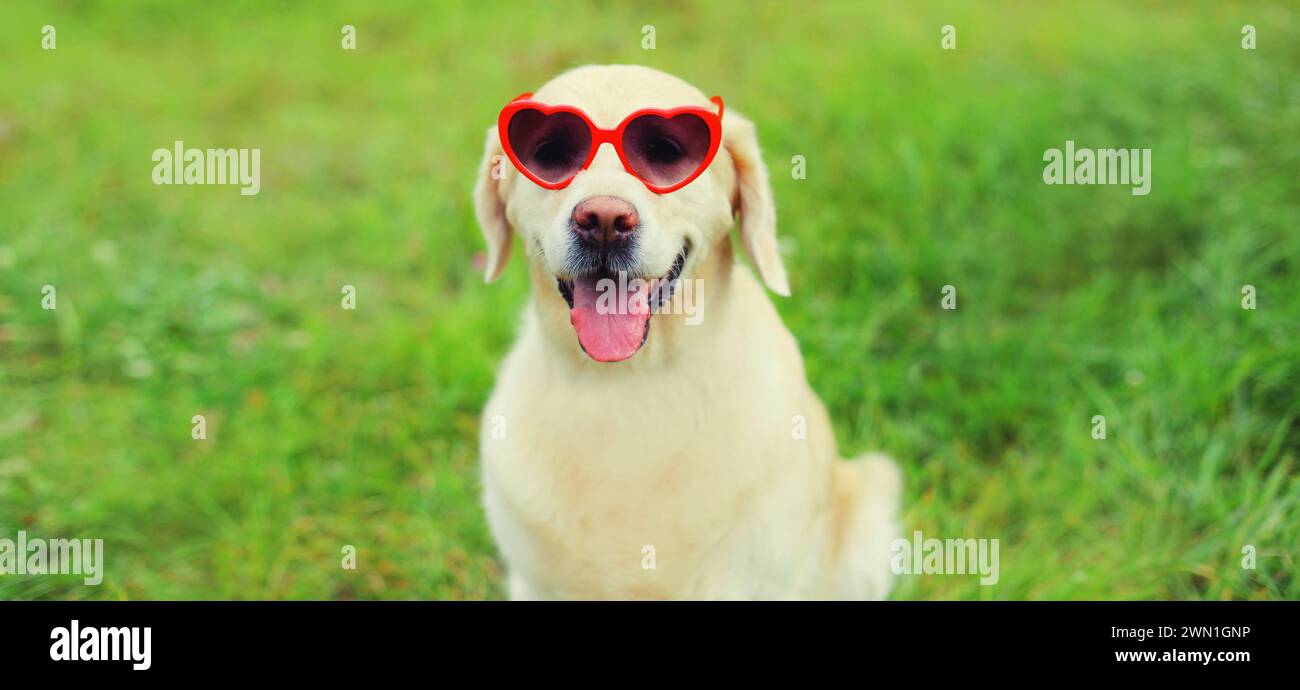 Portrait of Golden Retriever dog in red heart shaped sunglasses sitting on green grass in summer park Stock Photo