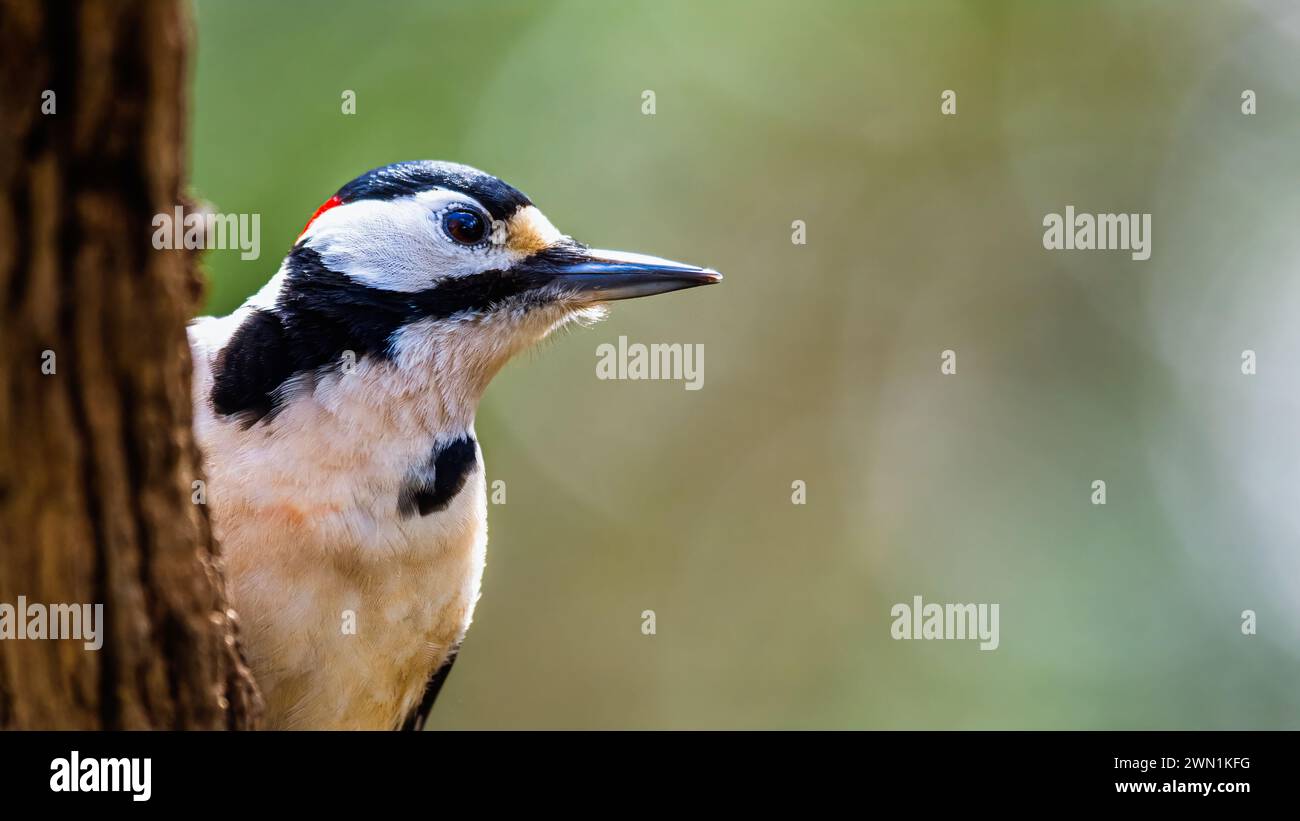 Male of Great Spotted Woodpecker, Dendrocopos major, bird in forest at winter sun Stock Photo