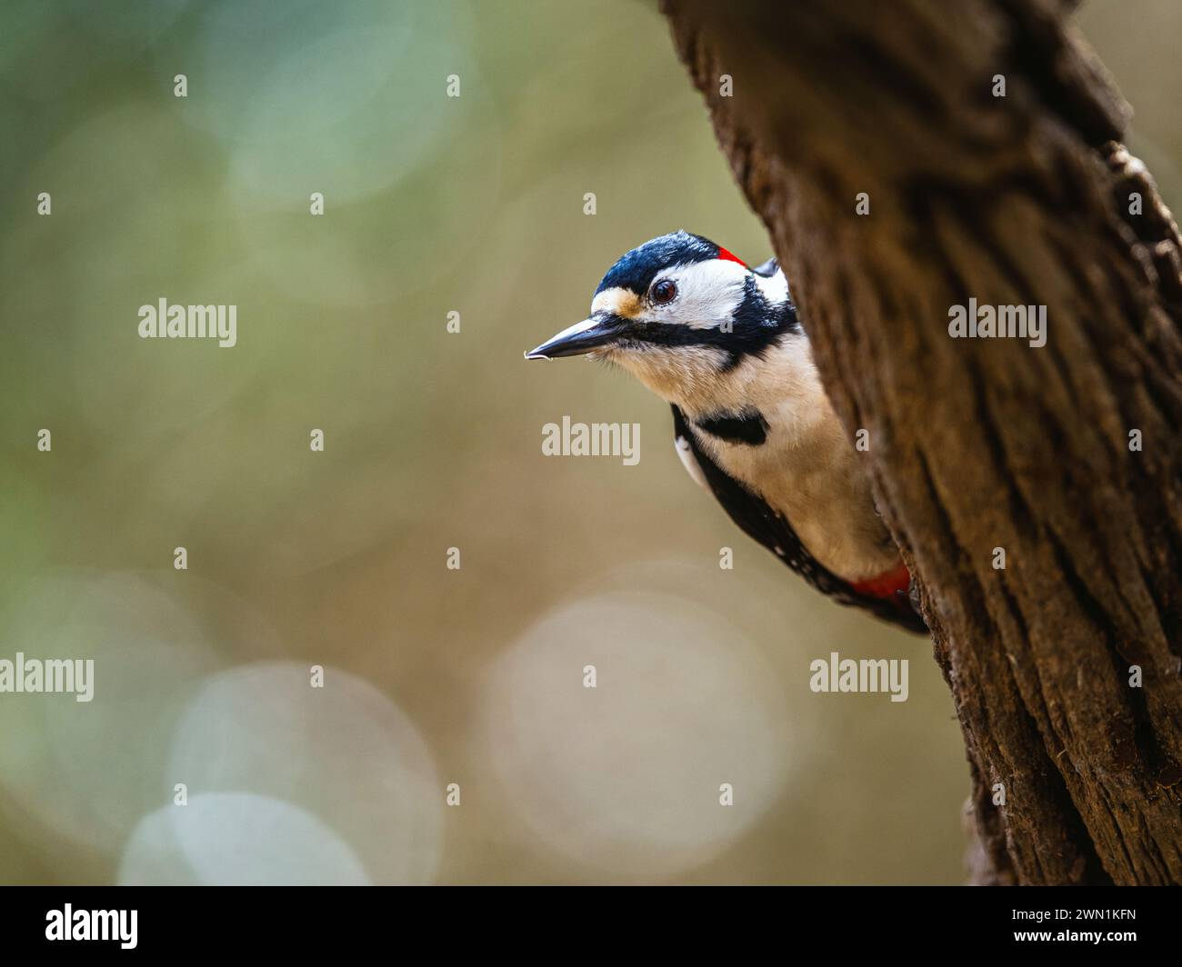 Male of Great Spotted Woodpecker, Dendrocopos major, bird in forest at winter sun Stock Photo