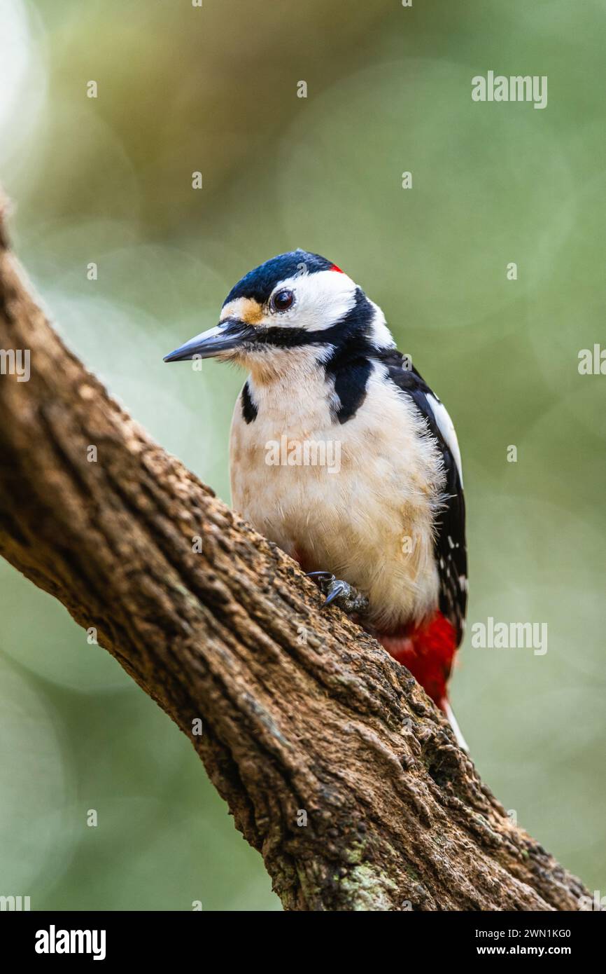 Male of Great Spotted Woodpecker, Dendrocopos major, bird in forest at winter sun Stock Photo