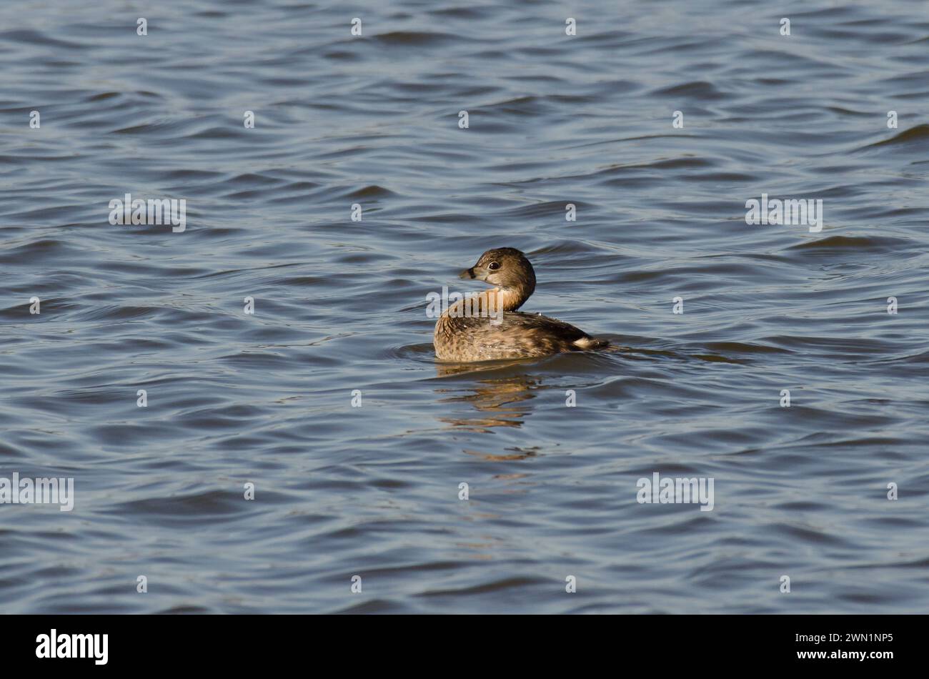 Pied-billed Grebe, Podilymbus podiceps Stock Photo