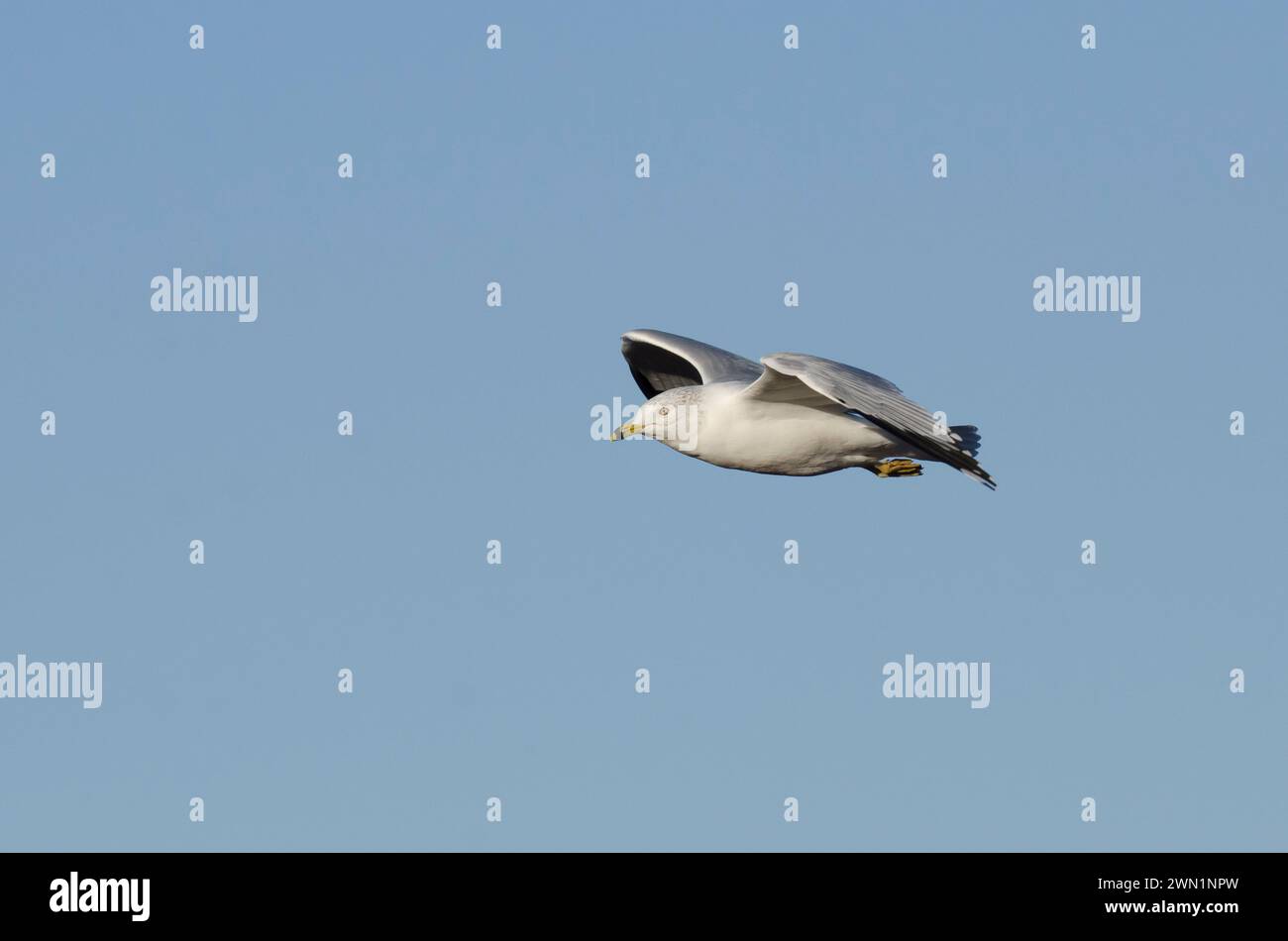 Ring-billed Gull, Larus delawarensis, in flight Stock Photo
