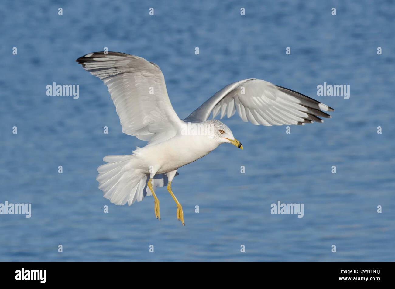 Ring-billed Gull, Larus delawarensis, in flight Stock Photo