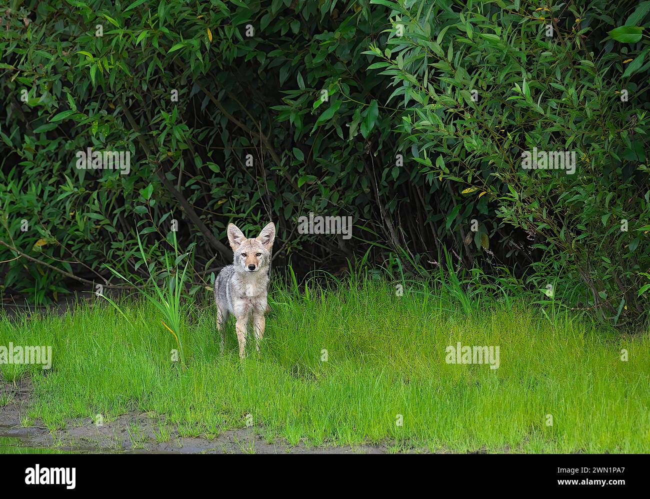 Coyote (Canis latrans) - standing facing camera in grassy area of an urban park - Pacific Northwest, Canada. Stock Photo