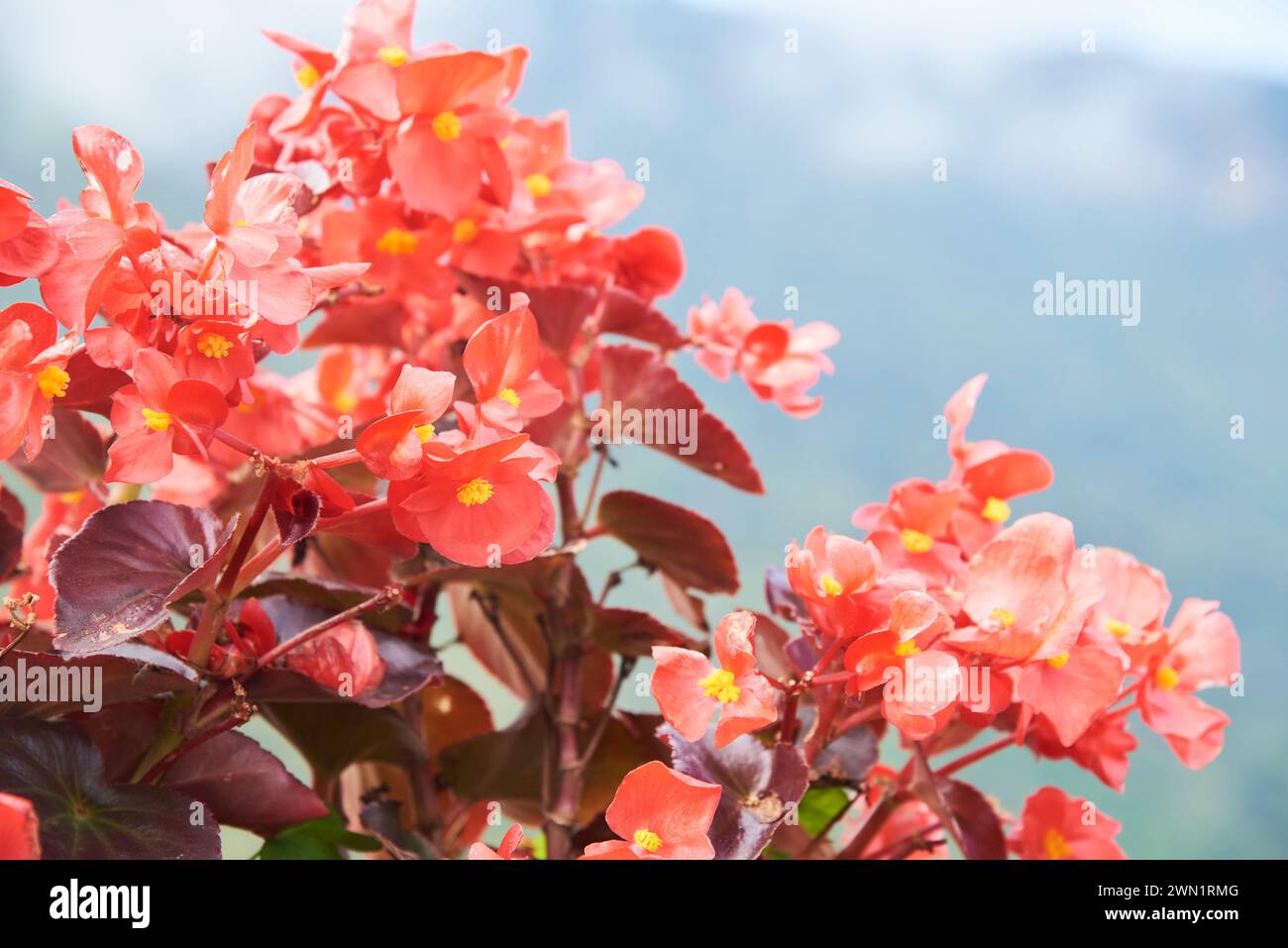 Close up view of a begonia plant in bloom, in a natural setting. Composition with copy space. Stock Photo