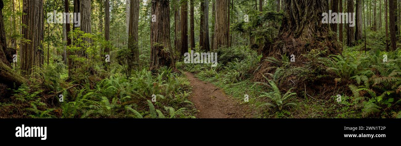 Panorama of Ferns and Redwood Trunks in Redwood National Park Stock Photo