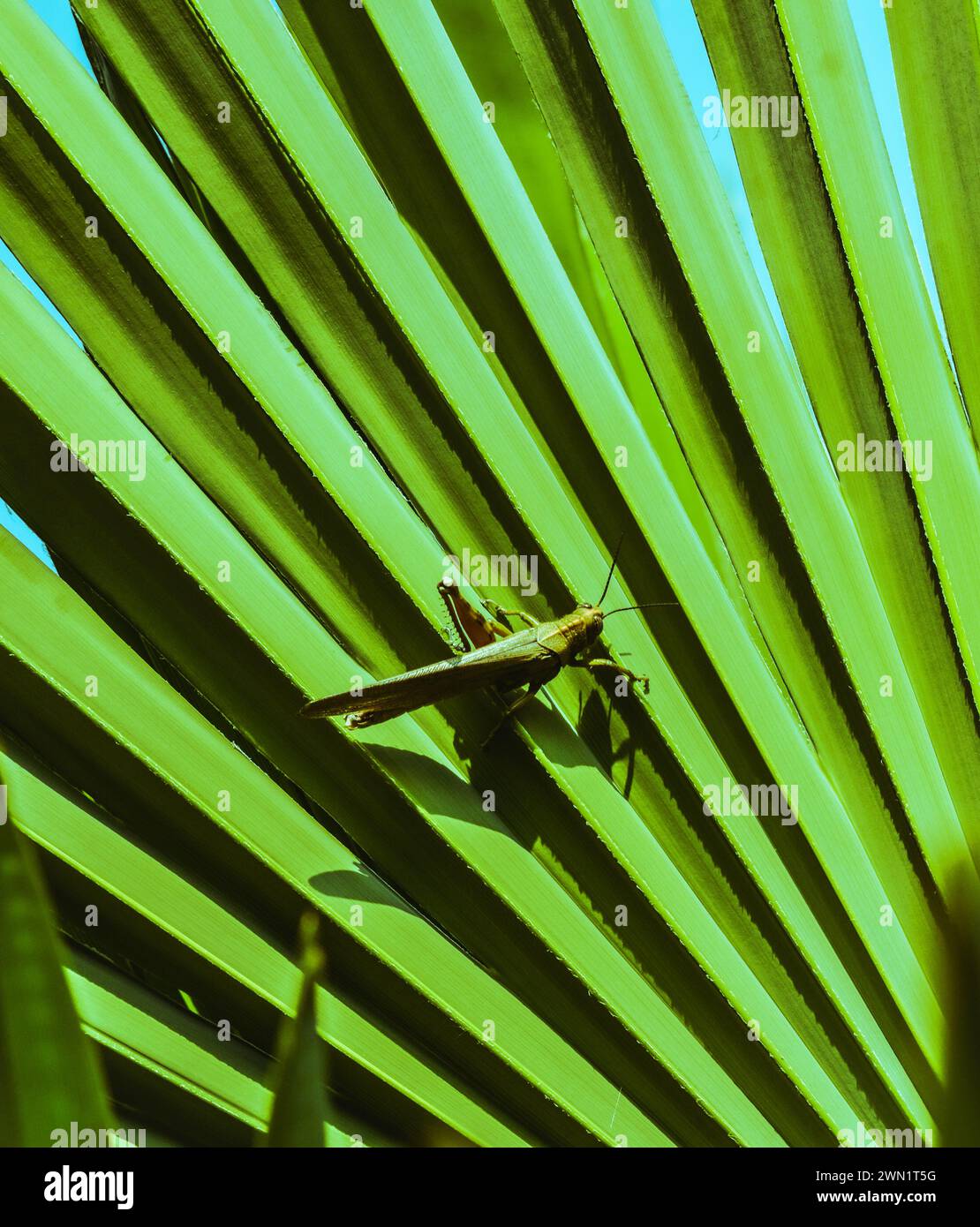 Green cricket: the intriguing climb on the palm leaf Stock Photo