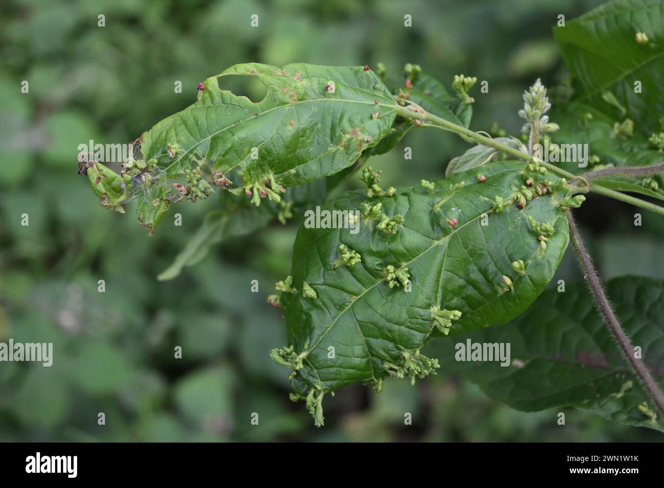 View of the wild leaves infected with the lots of leaf blisters, caused by the activities of the blister mites Stock Photo