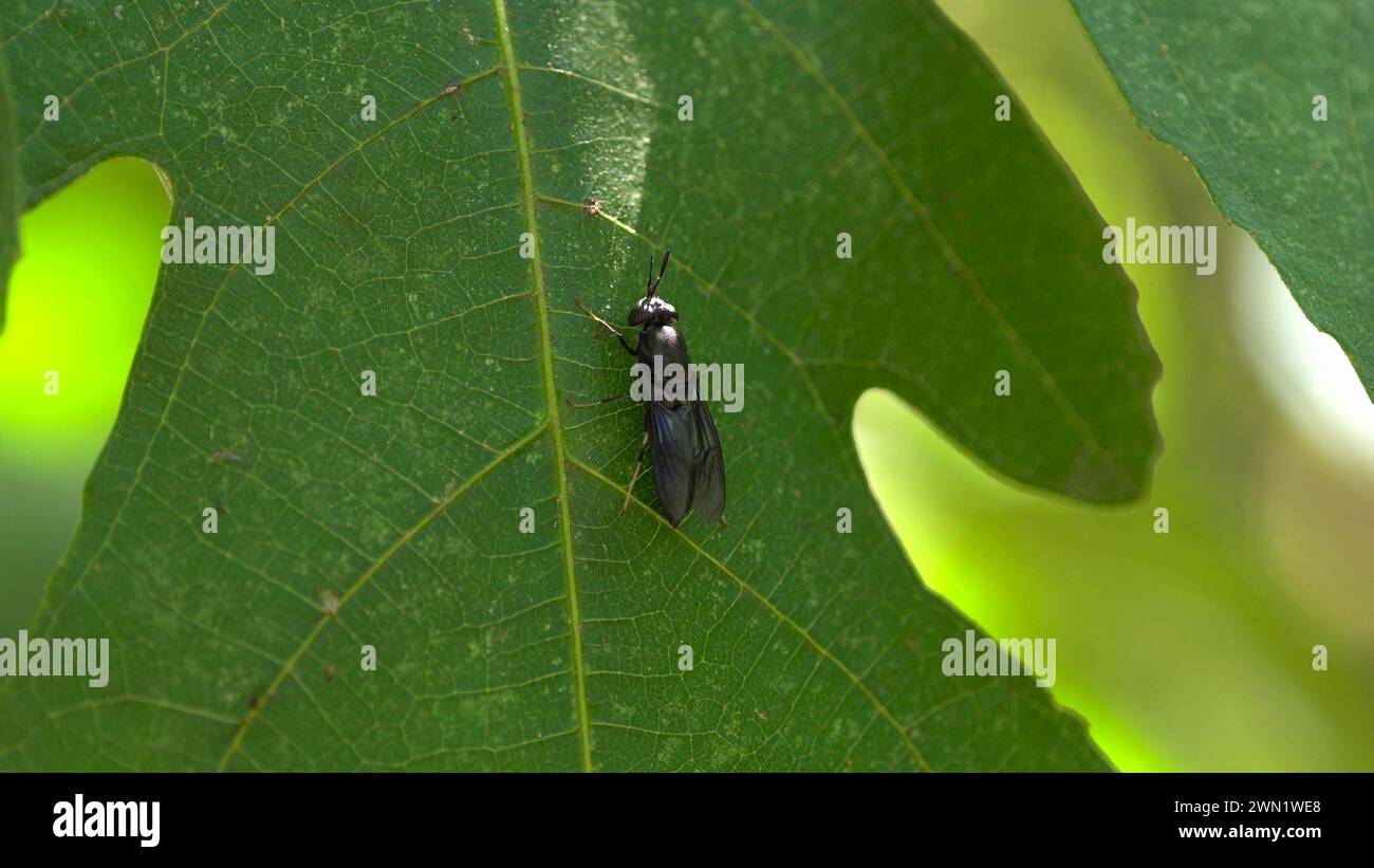 Adult of Hermetia illucens on a leaf Stock Photo