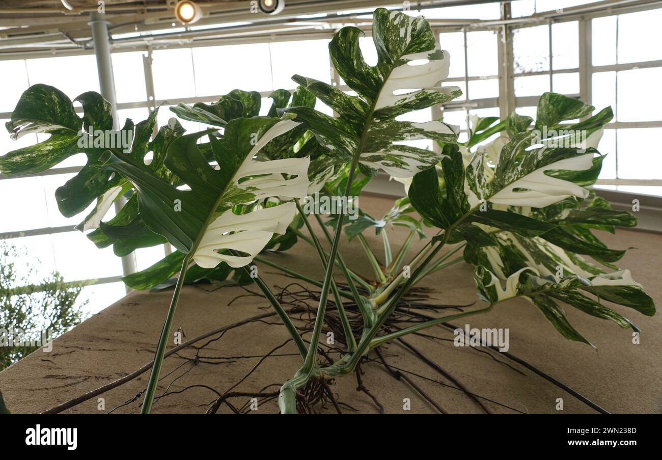 The view from the bottom of the fully grown and highly variegated Monstera Albo Borsigiana plant Stock Photo