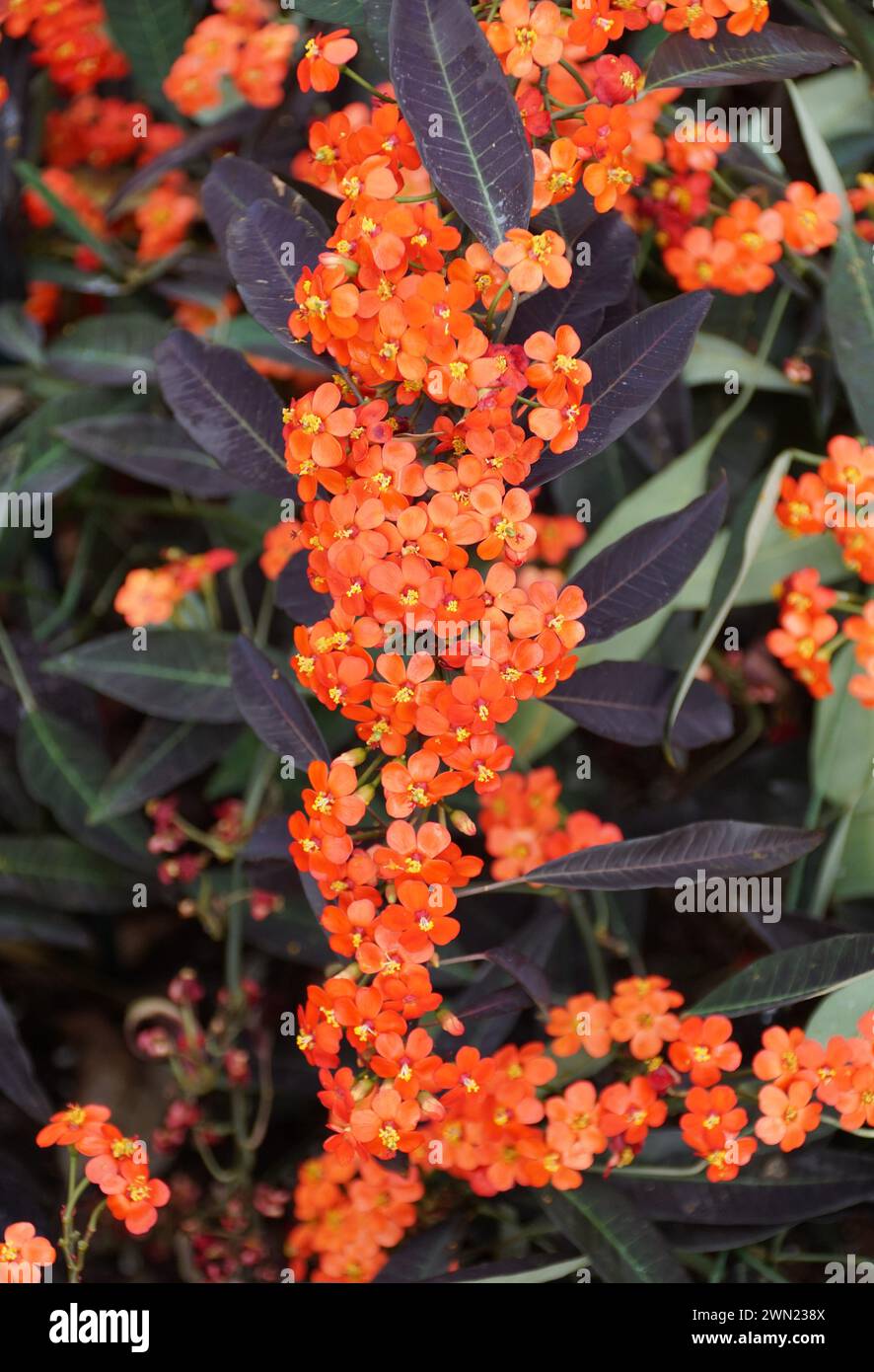 Beautiful tiny orange flowers of Scarlet-Plume, also known as Euphorbia fulgens Stock Photo