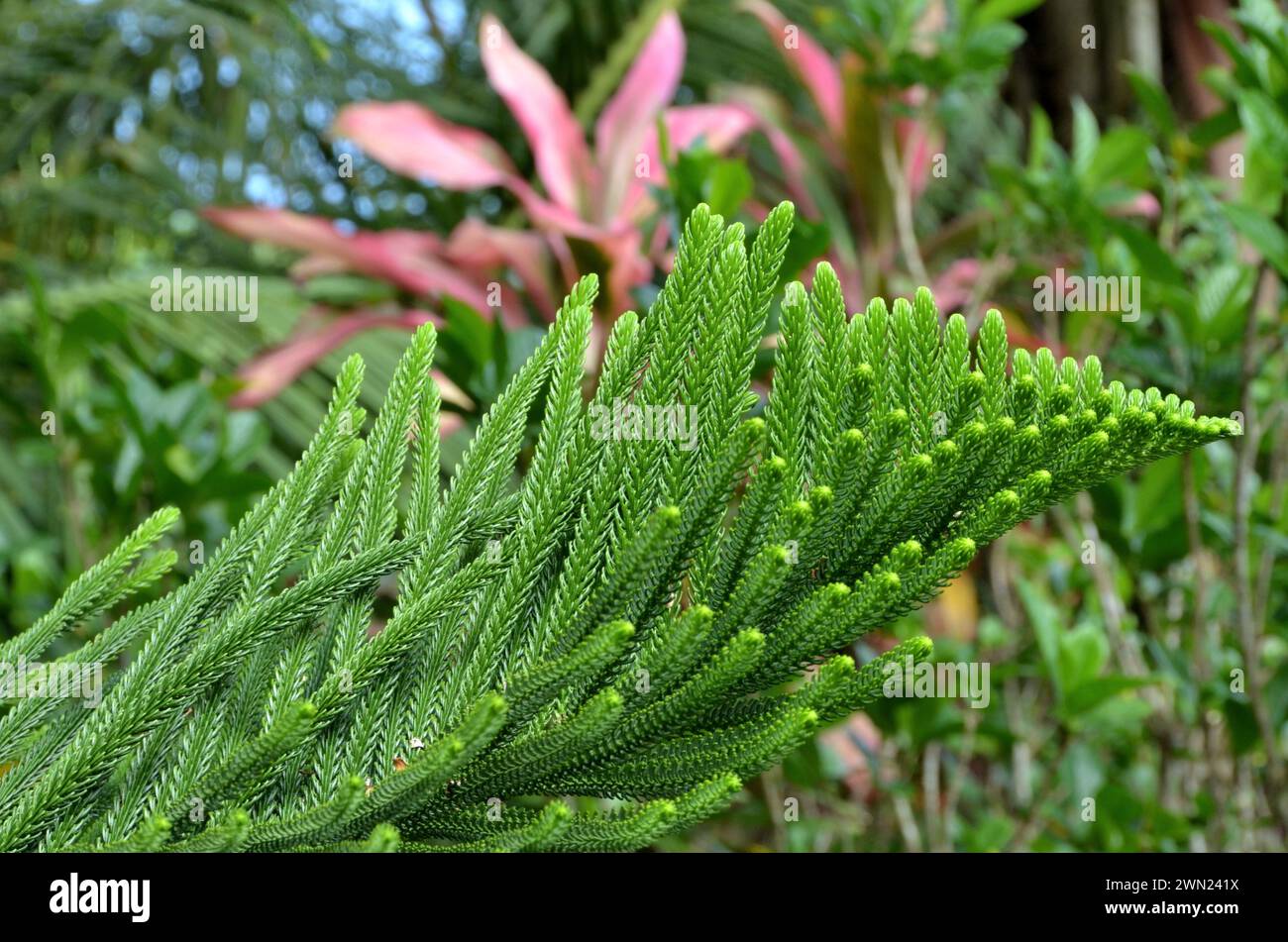 Branches of Araucaria columnaris Stock Photo