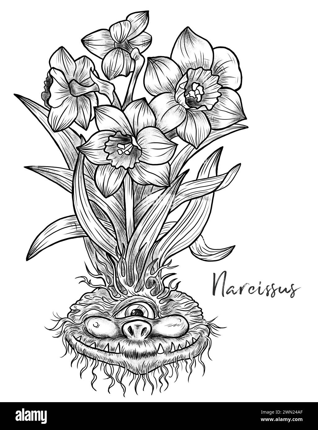 Hand drawn engraved illustrations with funny demon or gnome face as root of beautiful spring flower of Narcissus isolated on white, garden fantasy and Stock Photo