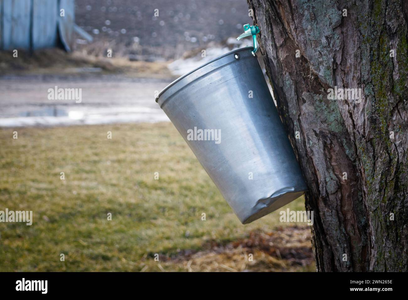 Collecting sap from maple tree to make maple syrup Stock Photo - Alamy