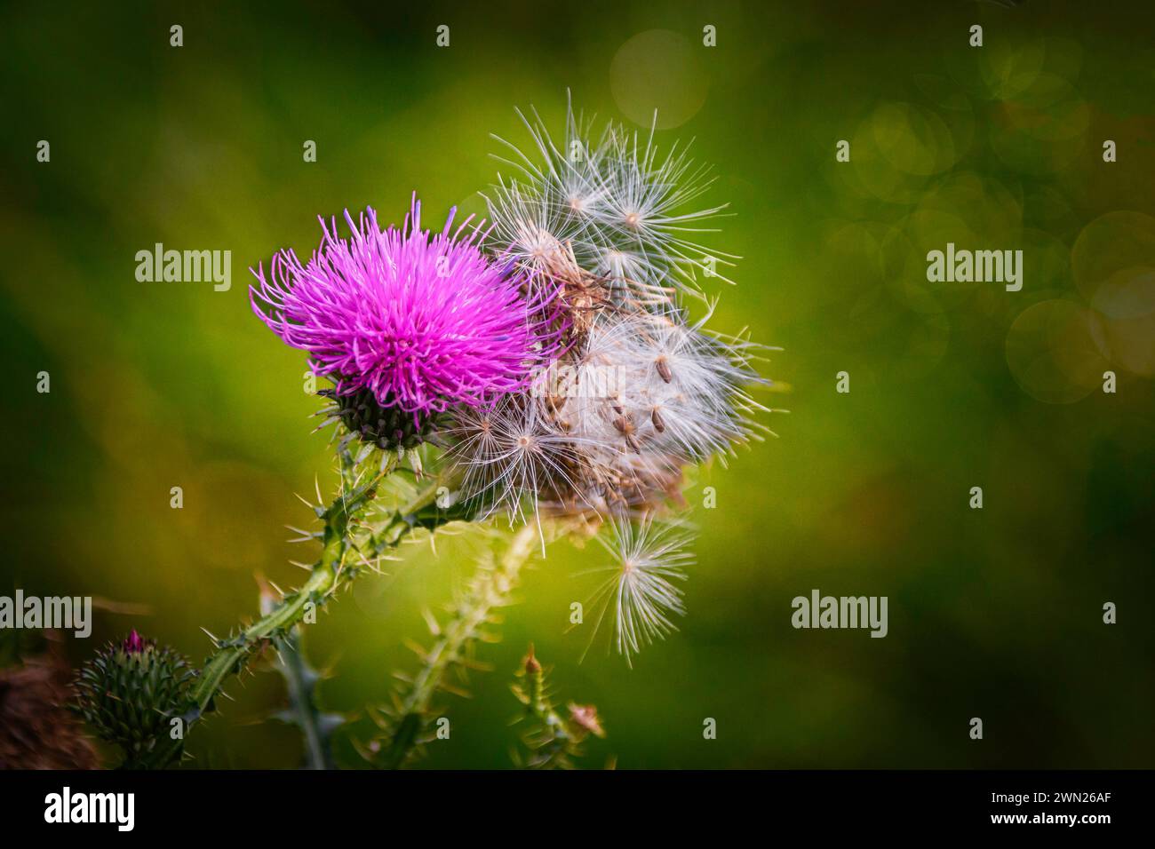 The  plumeless thistle (Carduus crispus) with some ripe seeds Stock Photo