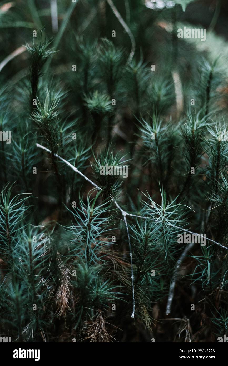Whispers of spring, a fresh start and new beginnings for this future forest. Enchanting evergreen sapling pine trees, moody green, sprouting life. Stock Photo