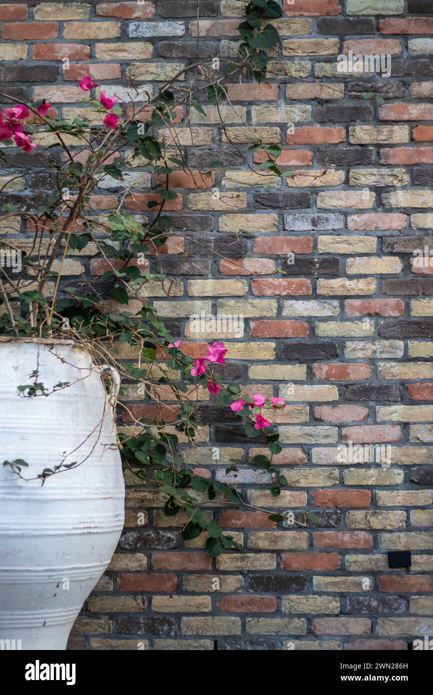 Outdoor urban oasis sanctuary retreat decor: Bougainvillea flowering plant in a large white ceramic pot against a multi-colored brick wall background. Stock Photo