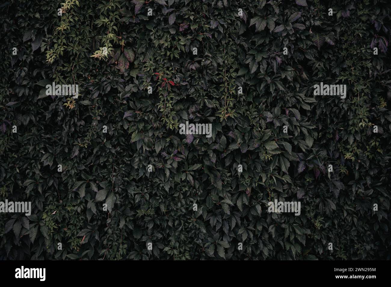 Leafy cascade, natures verdant curtain backdrop - a concrete wall overgrown with lush foliage, wild, botanical climbing vines in the urban jungle. Stock Photo