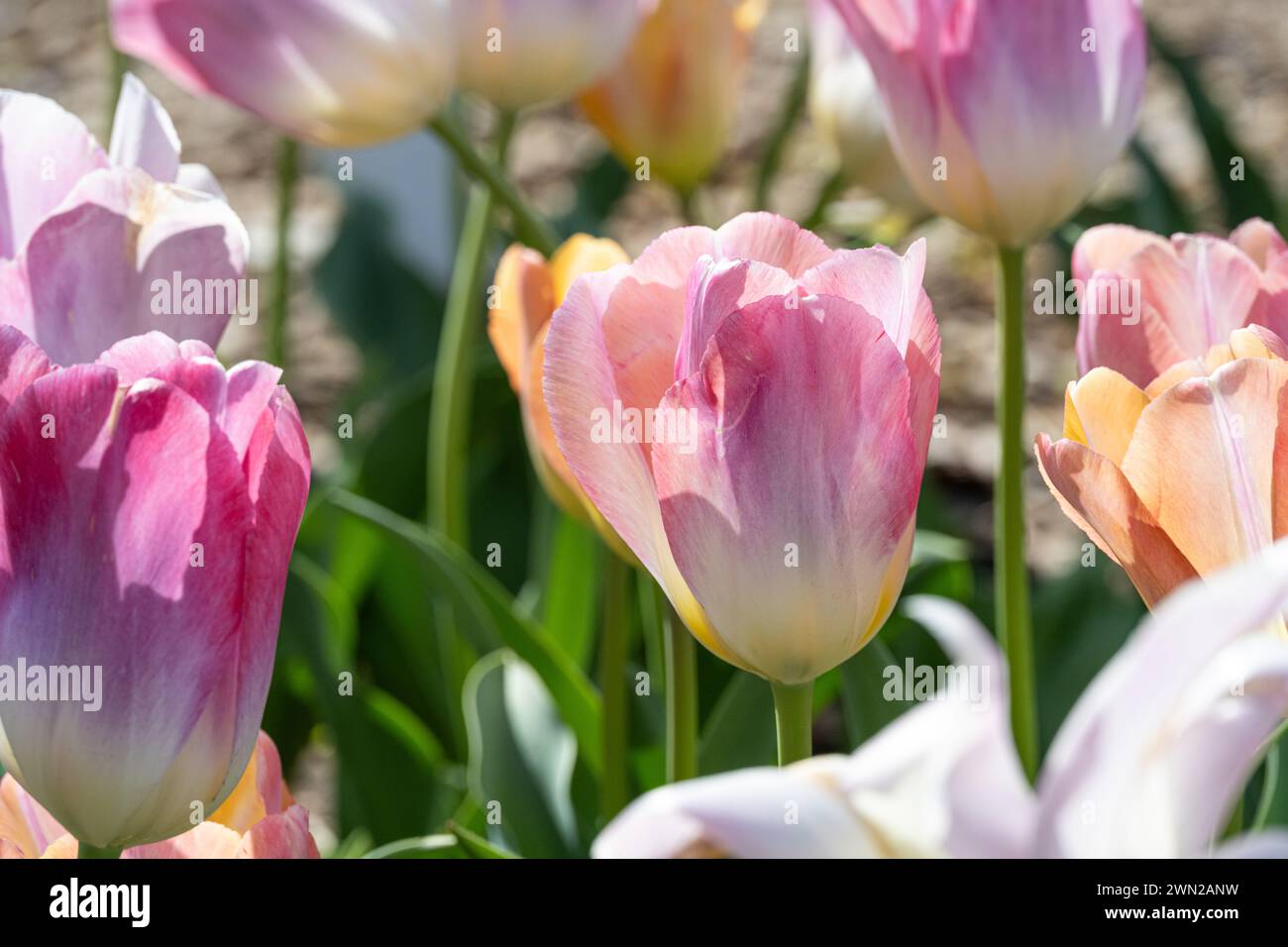 Spring tulips at the Atlanta Botanical Garden in Midtown Atlanta, Georgia. (USA) Stock Photo