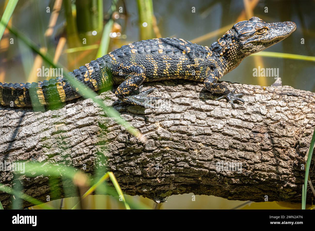 Baby alligator along the Healthy West Orange Boardwalk at the Oakland Nature Preserve in Central Florida. (USA) Stock Photo