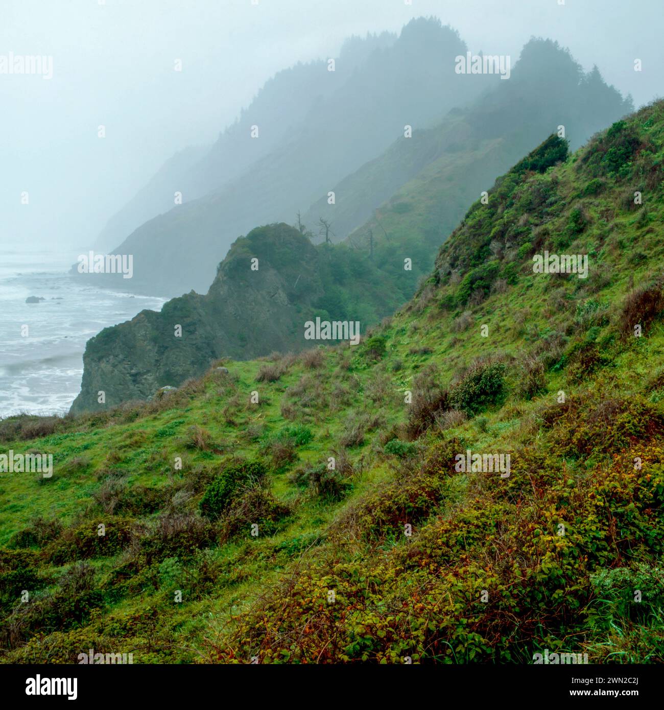 Coastal Fog, Sinkyone Wilderness State Park, Lost Coast, California