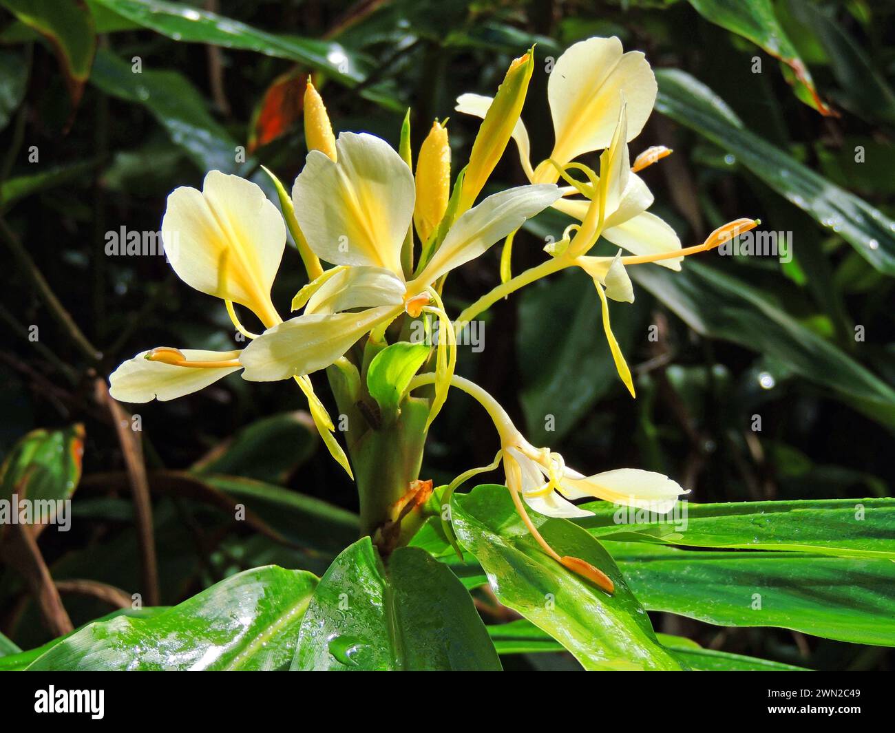 close up of pretty Yellow  Ginger blooming along a hiking trail   in the rain forest of  kauai, Hawaii Stock Photo