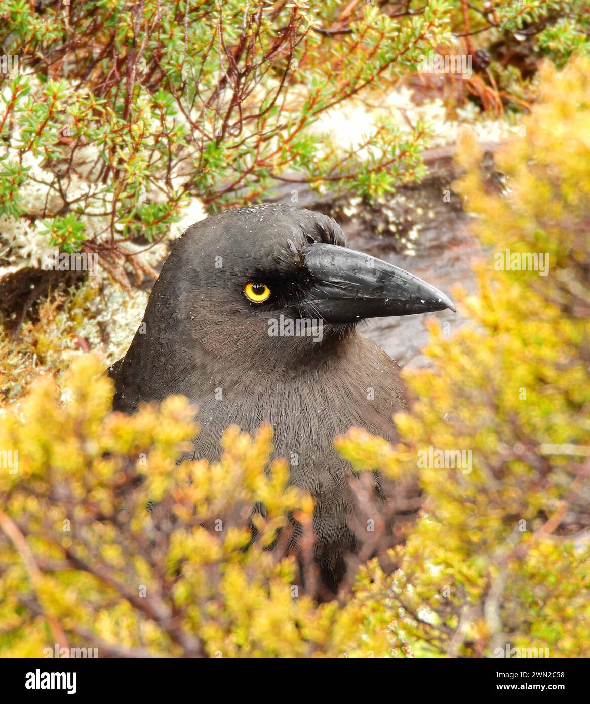 black currawong in colorful spring foliage during a rain storm in