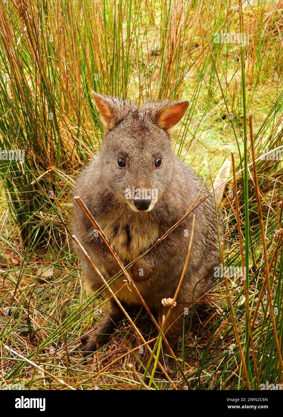 close up of  cute pademelon standing in the brush in cradle mountain national park, tasmania, australia Stock Photo