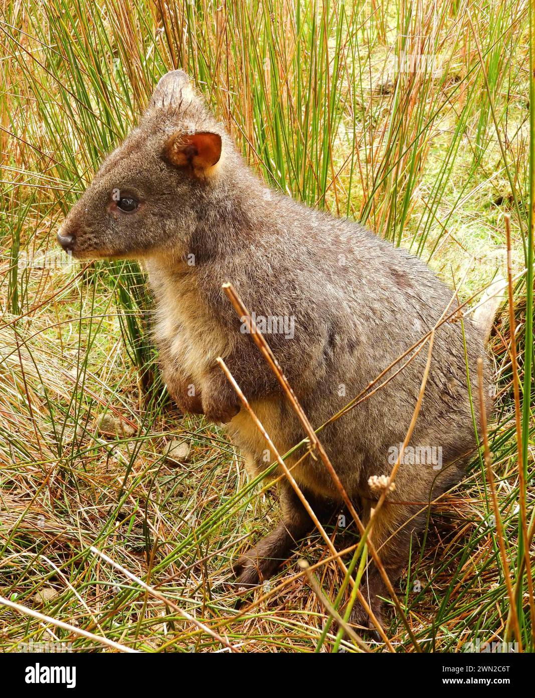 close up of  cute pademelon standing in the brush in cradle mountain national park, tasmania, australia Stock Photo